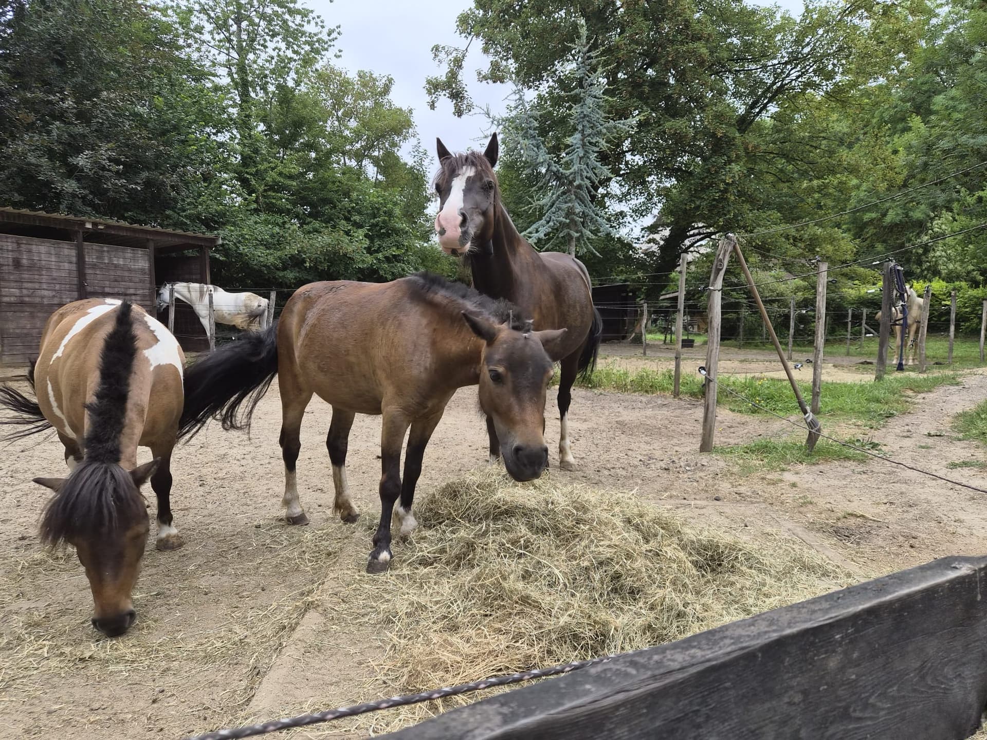 Chevaux qui mangent du foin dans le paddock