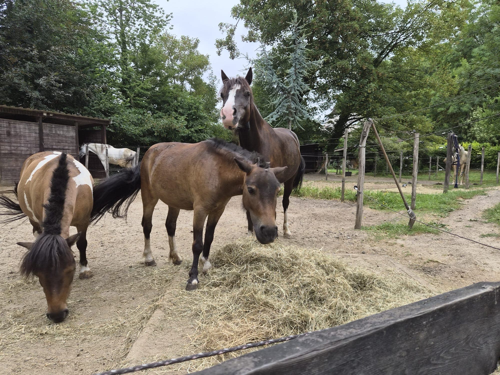 Chevaux qui mangent du foin dans le paddock
