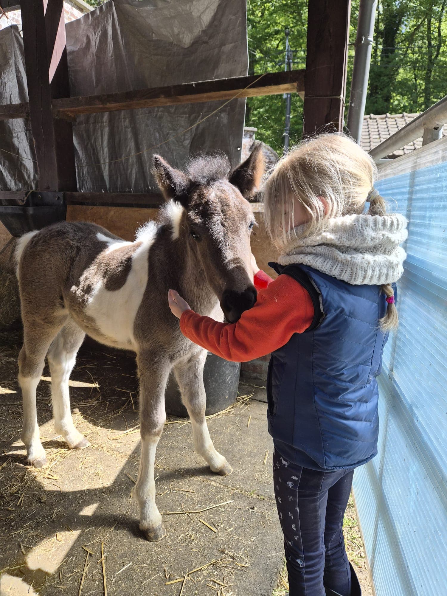 Enfant avec un poulain en écurie