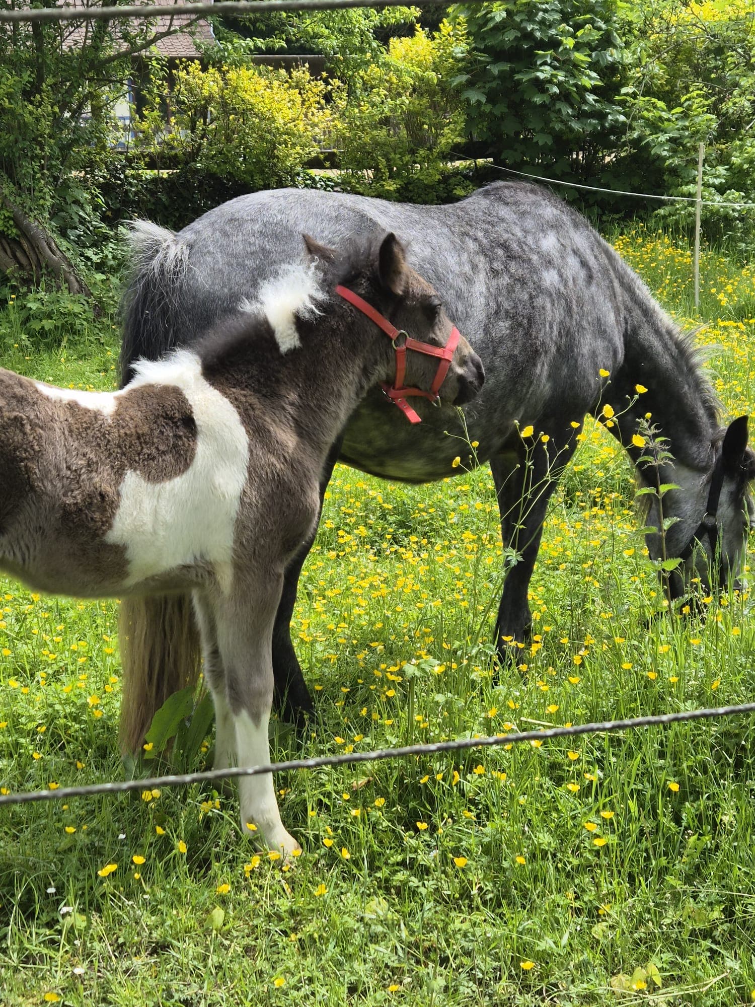 Poneys dans le pré fleuri